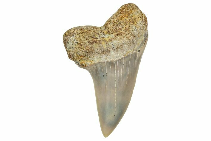 Fossil Shark Tooth (Carcharodon planus) - Bakersfield, CA #351460
